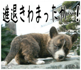 MIEDOG Welsh Corgi Cardigan sticker 2 sticker #14138807