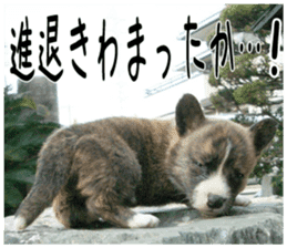 MIEDOG Welsh Corgi Cardigan sticker 2 sticker #14138807