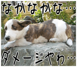 MIEDOG Welsh Corgi Cardigan sticker 2 sticker #14138808