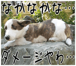 MIEDOG Welsh Corgi Cardigan sticker 2 sticker #14138808