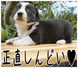 MIEDOG Welsh Corgi Cardigan sticker 2 sticker #14138809