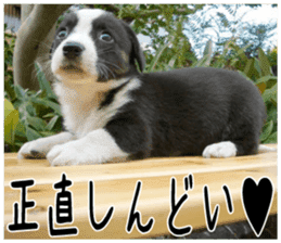 MIEDOG Welsh Corgi Cardigan sticker 2 sticker #14138809