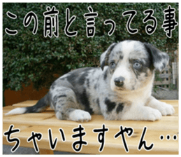 MIEDOG Welsh Corgi Cardigan sticker 2 sticker #14138810