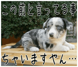 MIEDOG Welsh Corgi Cardigan sticker 2 sticker #14138810