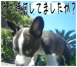 MIEDOG Welsh Corgi Cardigan sticker 2 sticker #14138811