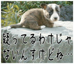 MIEDOG Welsh Corgi Cardigan sticker 2 sticker #14138813