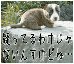 MIEDOG Welsh Corgi Cardigan sticker 2 sticker #14138813