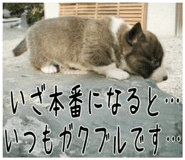MIEDOG Welsh Corgi Cardigan sticker 2 sticker #14138815