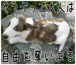 MIEDOG Welsh Corgi Cardigan sticker 2 sticker #14138816