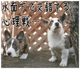 MIEDOG Welsh Corgi Cardigan sticker 2 sticker #14138818