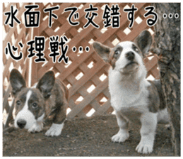 MIEDOG Welsh Corgi Cardigan sticker 2 sticker #14138818