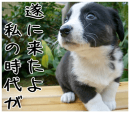 MIEDOG Welsh Corgi Cardigan sticker 2 sticker #14138819