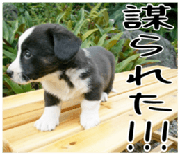 MIEDOG Welsh Corgi Cardigan sticker 2 sticker #14138820