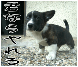 MIEDOG Welsh Corgi Cardigan sticker 2 sticker #14138821