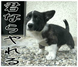 MIEDOG Welsh Corgi Cardigan sticker 2 sticker #14138821