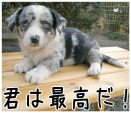 MIEDOG Welsh Corgi Cardigan sticker 2 sticker #14138822