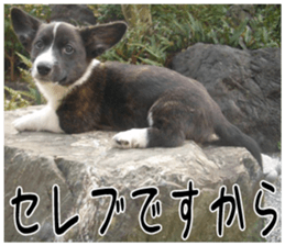 MIEDOG Welsh Corgi Cardigan sticker 2 sticker #14138824