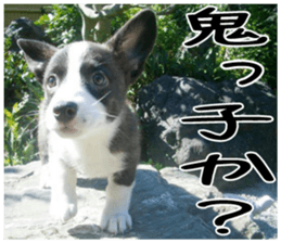 MIEDOG Welsh Corgi Cardigan sticker 2 sticker #14138825