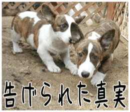 MIEDOG Welsh Corgi Cardigan sticker 2 sticker #14138829