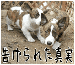MIEDOG Welsh Corgi Cardigan sticker 2 sticker #14138829