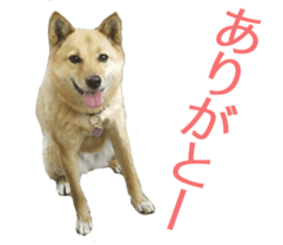 Shiba Inu's Choco-chan sticker #14139062
