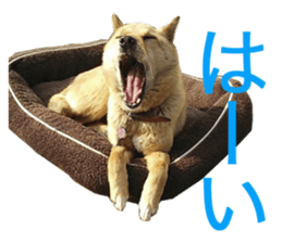Shiba Inu's Choco-chan sticker #14139063