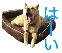 Shiba Inu's Choco-chan sticker #14139063