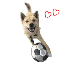 Shiba Inu's Choco-chan sticker #14139064