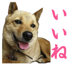 Shiba Inu's Choco-chan sticker #14139065