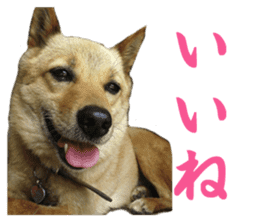 Shiba Inu's Choco-chan sticker #14139065