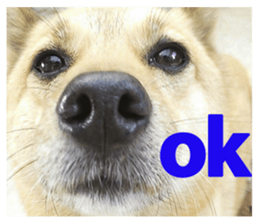 Shiba Inu's Choco-chan sticker #14139066