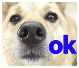 Shiba Inu's Choco-chan sticker #14139066