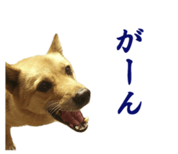 Shiba Inu's Choco-chan sticker #14139067