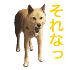 Shiba Inu's Choco-chan sticker #14139068