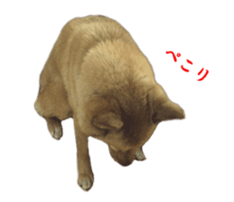 Shiba Inu's Choco-chan sticker #14139069