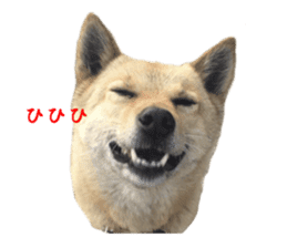Shiba Inu's Choco-chan sticker #14139070