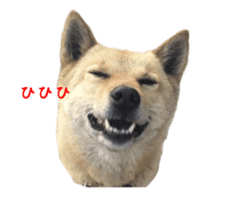 Shiba Inu's Choco-chan sticker #14139070