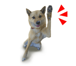 Shiba Inu's Choco-chan sticker #14139071