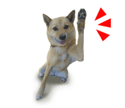 Shiba Inu's Choco-chan sticker #14139071
