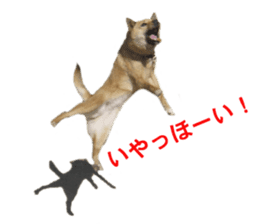 Shiba Inu's Choco-chan sticker #14139072