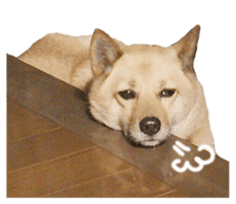 Shiba Inu's Choco-chan sticker #14139073