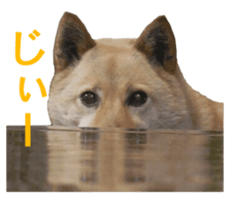 Shiba Inu's Choco-chan sticker #14139074