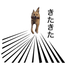 Shiba Inu's Choco-chan sticker #14139075