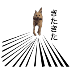 Shiba Inu's Choco-chan sticker #14139075