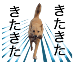 Shiba Inu's Choco-chan sticker #14139076