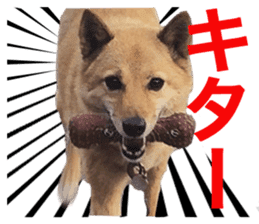 Shiba Inu's Choco-chan sticker #14139077
