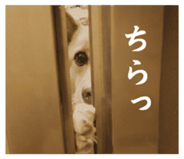 Shiba Inu's Choco-chan sticker #14139078