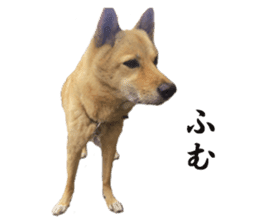 Shiba Inu's Choco-chan sticker #14139079