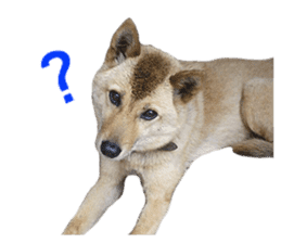 Shiba Inu's Choco-chan sticker #14139080