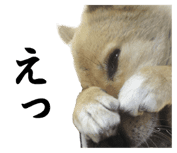 Shiba Inu's Choco-chan sticker #14139081